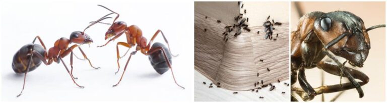 Ant infestation Control